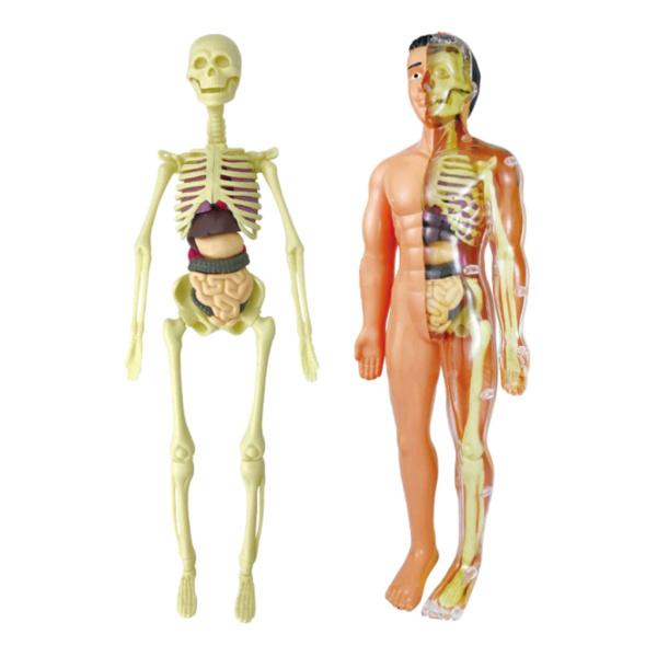 人体解剖学スケルトンモデル教育ディスプレイ解剖学モデル