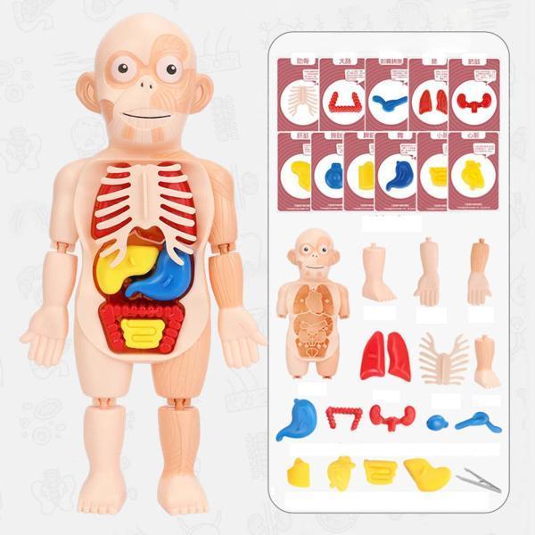 人間の胴体モデルの解剖学解剖学的内臓教育ツール