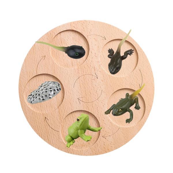 ゲームのカエルのための木製のモンテッソーリ サイクル トレイ デスクトップの装飾