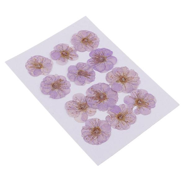 アートクラフト用の12個の本物のプレスドライフラワー梅の花ライトパープル