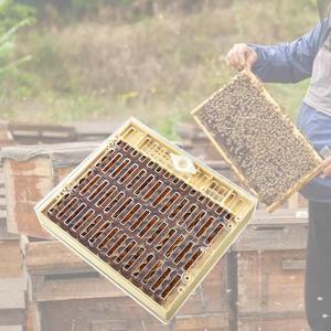 養蜂飼育ボックス 蜂の巣箱、飼育ボックス、ツール 安全な養蜂養蜂機器養蜂セット 養蜂家用｜stk-shop