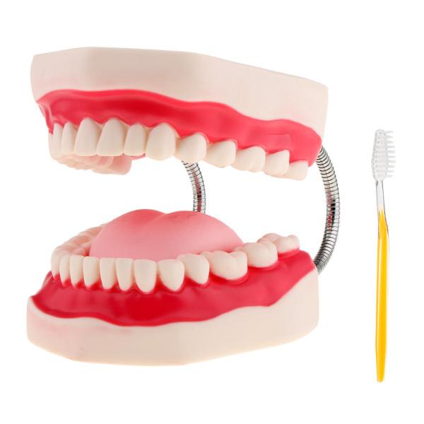 口腔歯科モデル 歯列模型 上下顎模型 歯形模型 舌モデル 歯ブラシ付き 歯科教具 PVC素材