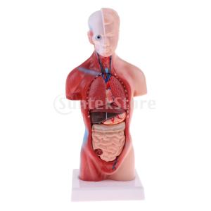 ヒトの臓器像 人体模型 4D 胴体解剖モデル 11 インチ スクール 教授用ツール