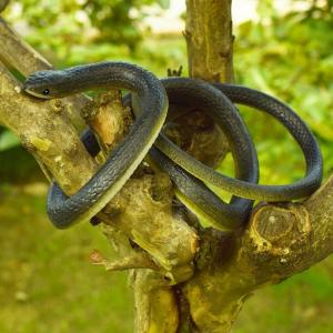 ヘビのおもちゃ リアルの商品一覧 通販 Yahoo ショッピング