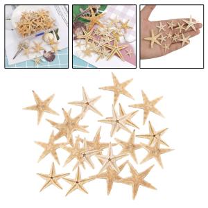 自然なヒトデの貝殻の結婚式の表示工芸品の水族館の装飾の詳細画像5