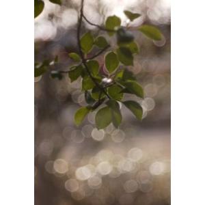 TTArtisan 100mm f/2.8 M...の詳細画像5