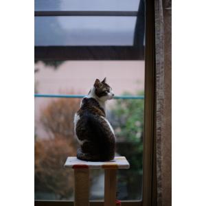 TTArtisan 50mm f/1.2 C ...の詳細画像3