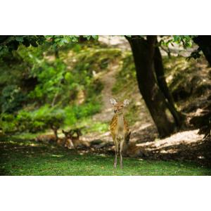 中一光学 APO 135mm F2.5 ED ...の詳細画像2