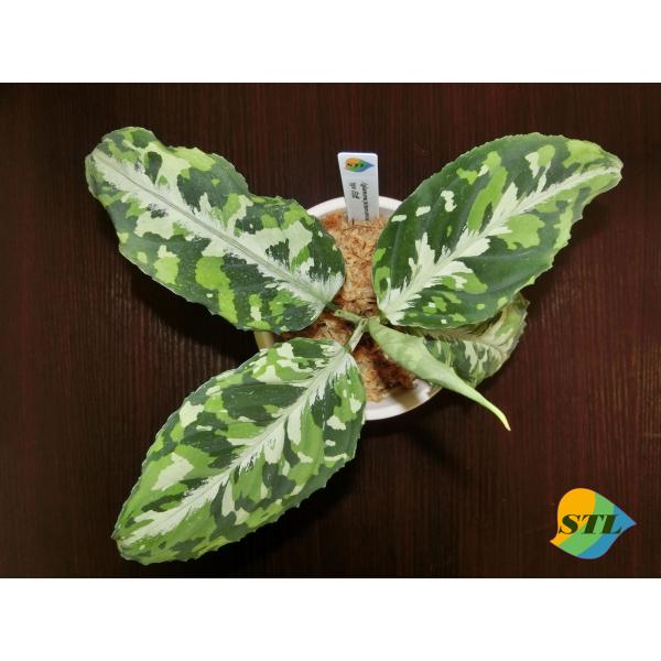 アグラオネマピクタム　Aglaonema pictum toricolor type 【白虎】4号ス...