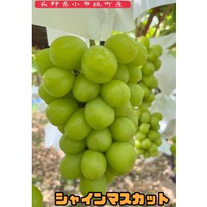 特選 大人気!!長野県産ぶどう【シャインマスカ...の詳細画像3