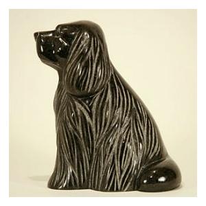 シェットランド・シープドッグの詳細画像2