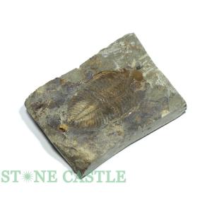 アンモナイト 化石 置物 古代 開運 インテリア 古生物 fossil 原石