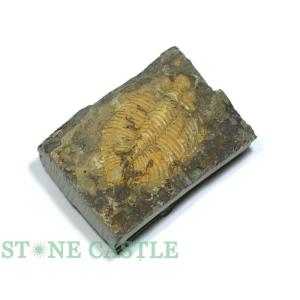 マダガスカル産 虹色 遊色 アンモナイト 化石 43.3x33.4mm 金運 財産