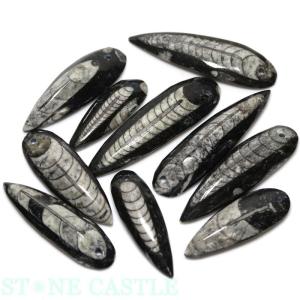 北海道産 アンモナイト化石 ハウエリセラス化石 標本 国産 日本産