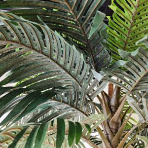 フェイクグリーン 大型 観葉植物 フェイク 人...の詳細画像4