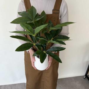 フェイクグリーン 観葉植物 フェイク 人工観葉...の詳細画像2