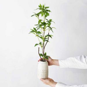 フェイクグリーン 観葉植物 フェイク 人工観葉...の詳細画像1