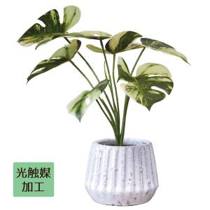 ストア・エキスプレス フェイクグリーン 消臭 観葉植物 フェイク 人工