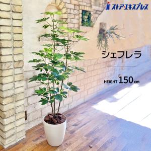 ストア・エキスプレス フェイクグリーン 観葉植物 フェイク 人工観葉