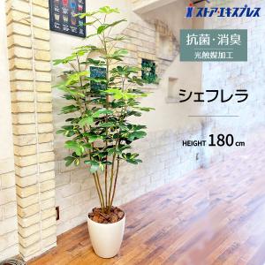 ストア・エキスプレス フェイクグリーン 観葉植物 フェイク 人工観葉
