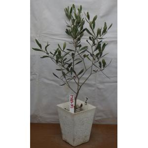 オリーブの木 価格 苗木 植木 の商品一覧 花 ガーデニング 通販 Yahoo ショッピング