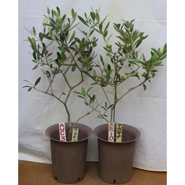 オリーブの木（苗木）、5号鉢植2鉢セットです。画像と商品情報からお選びください、    樹高60〜7...