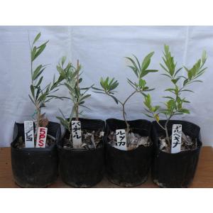 オリーブ 苗木 果樹の苗 苗木 の商品一覧 苗木 植木 花 ガーデニング 通販 Yahoo ショッピング
