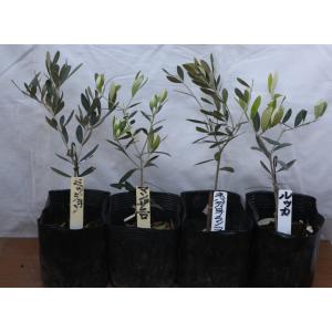 カリフォルニアクイーン オリーブの木 2年生 5号ポット苗 挿し木