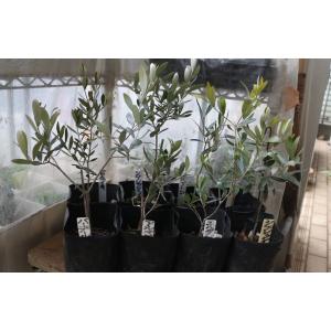 オリーブ　創樹　souju シプレッシーノ　ネバディロブランコ　オリーミー　8号 観葉植物 おりーぶ SOUJU（創樹）ブランド：オリーブの木*3号