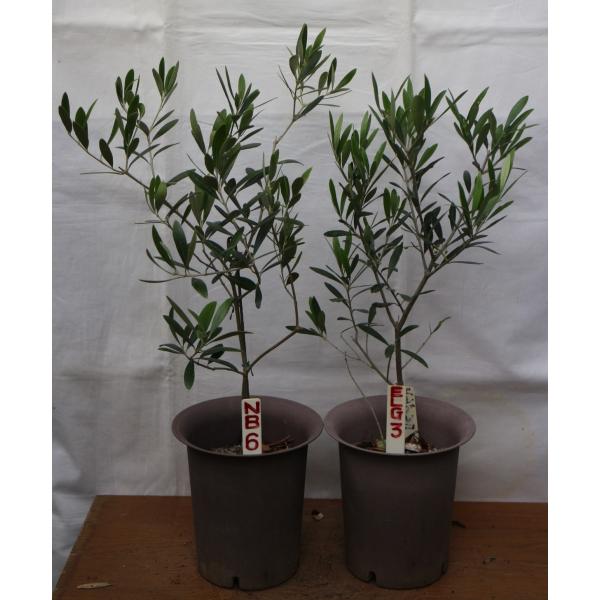 設定送料で、2鉢（５号、2品種）のオリーブの木、鉢植（苗木）が選べる。樹高60cm〜70cm、画像・...