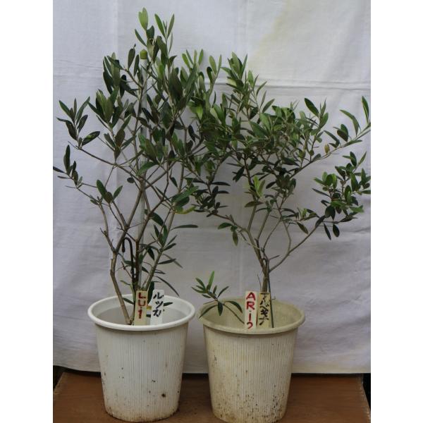 オリーブの木（苗木）６号鉢植２鉢のセットです、お好みの鉢植えを画像と商品情報からお選びください ,樹...