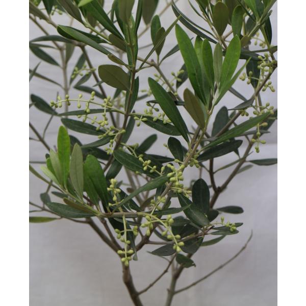 品種を選べるオリーブの木、鉢植（苗木））６号鉢　樹高70cm〜80cm（6p-ｘ)、画像・商品情報か...