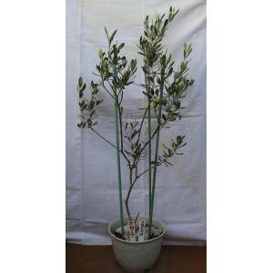 オリーブ　創樹　souju シプレッシーノ　ネバディロブランコ　オリーミー　8号 楽天市場】観葉植物 おりーぶ SOUJU（創樹）ブランド：オリーブ