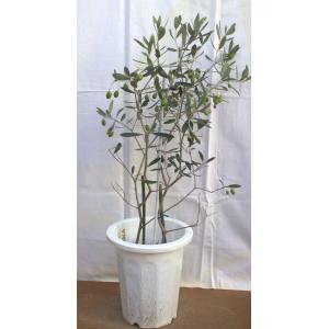 選べる2品種植えのオリーブの木(苗木)、7号鉢...の詳細画像1