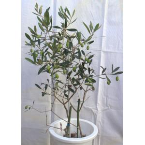 選べる2品種植えのオリーブの木(苗木)、7号鉢...の詳細画像2