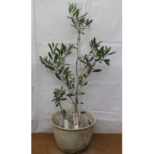 オリーブ 苗木 果樹の苗 苗木 の商品一覧 苗木 植木 花 ガーデニング 通販 Yahoo ショッピング