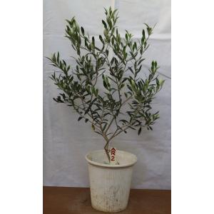 オリーブ 苗木 アルベキナの商品一覧 通販 Yahoo ショッピング