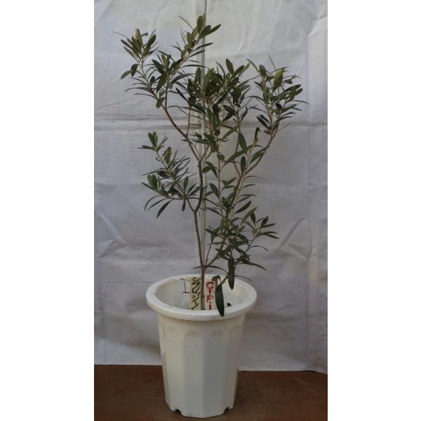 オリーブの木（苗木）、”シプレッシノ”7号鉢、樹高80cm,  スリムな樹形で若木のうちから結実し易...