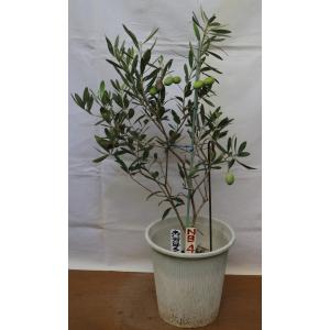 観葉植物 SOUJU（創樹）ブランド：オリーブの木*4号 セント