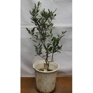 オリーブ 苗木 果樹の苗 苗木 の商品一覧 苗木 植木 花 ガーデニング 通販 Yahoo ショッピング