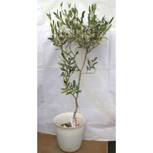 観葉植物 おしゃれ：オリーブの木 6号*SOUJU（創樹) ネバディロ