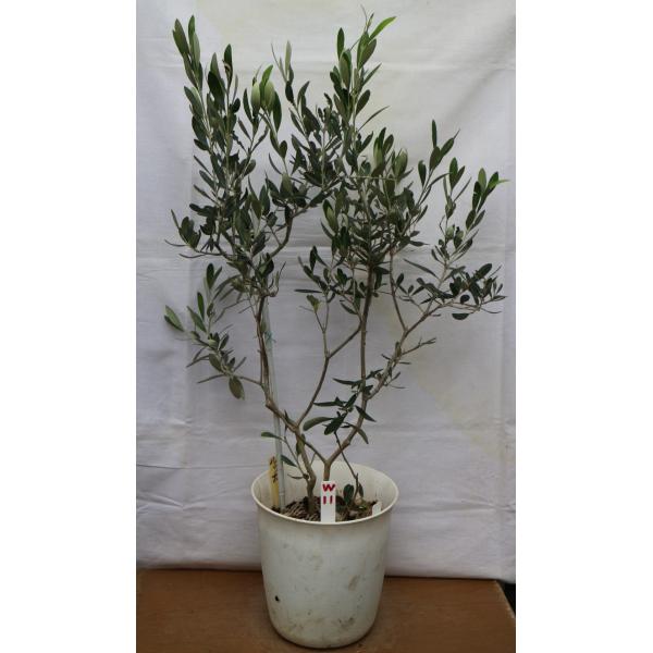 オリーブの木　2品種の鉢植え（バーデール＋ルッカ）７号鉢、樹高85cm（ｗ-11）