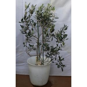 超希少　オリーブ　ブテイヤン　4号ロングスリット苗 超希少 オリーブの木 ブテイヤン 4号ロングスリット苗 希少