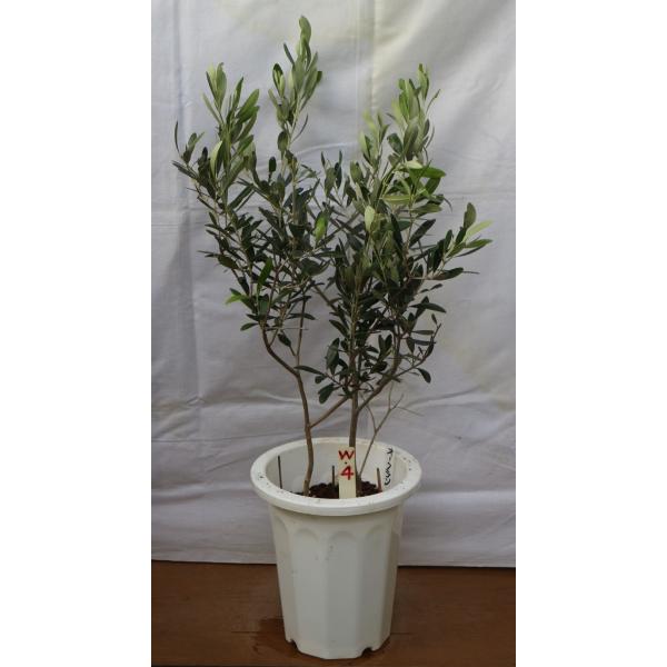 オリーブの木　2品種の鉢植え（オークラン＋ネバディロブランコ）７号鉢、樹高75cm（ｗ-４）