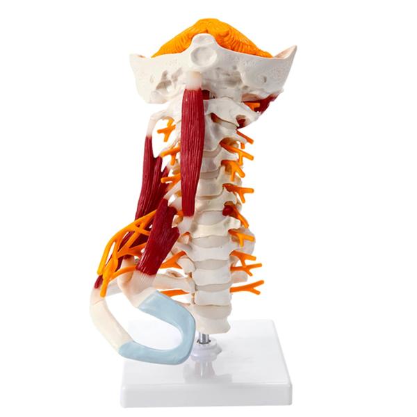 人体の頸椎モデル骨模型 じんたいもけい筋神経を使って 脳幹後頭脊椎 人体模型 筋肉 等身大 カイロプ...
