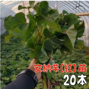 【予約商品】【安納芋20本】【2024年令和6年度分】サツマイモ苗 安納芋【切り苗20本】あんのういも／紅系【送料無料】｜store87chan