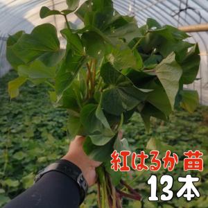 【予約商品】【紅はるか13本】【2024年令和6年度分】【13本】サツマイモ苗 紅はるか【切り苗10本+3本】登録品種（登録名　べにはるか）【送料無料】｜store87chan