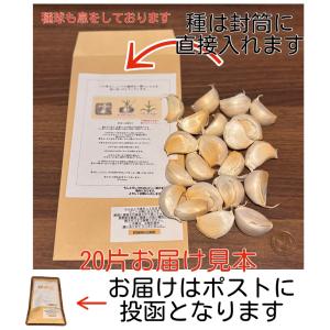 【送料無料】【にんにく種球】【20片】 種 球...の詳細画像1