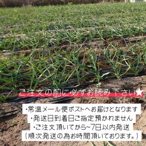 【送料無料】【にんにく種球】【20片】 種 球...の詳細画像2
