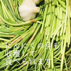 【送料無料】【にんにく種球】【20片】 種 球...の詳細画像4
